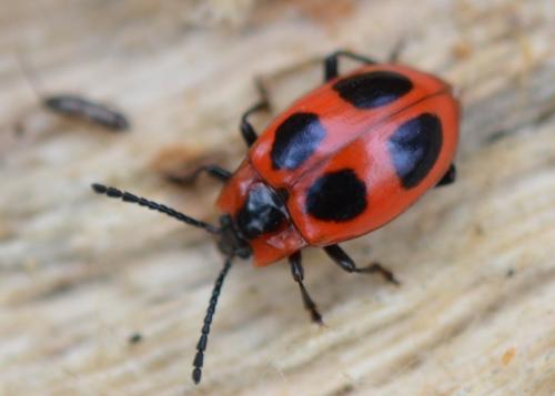Endomychus coccineus